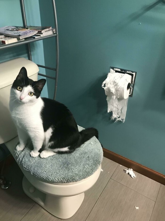 Фотографии, которые доказывают, что кошки самые большие сволочи