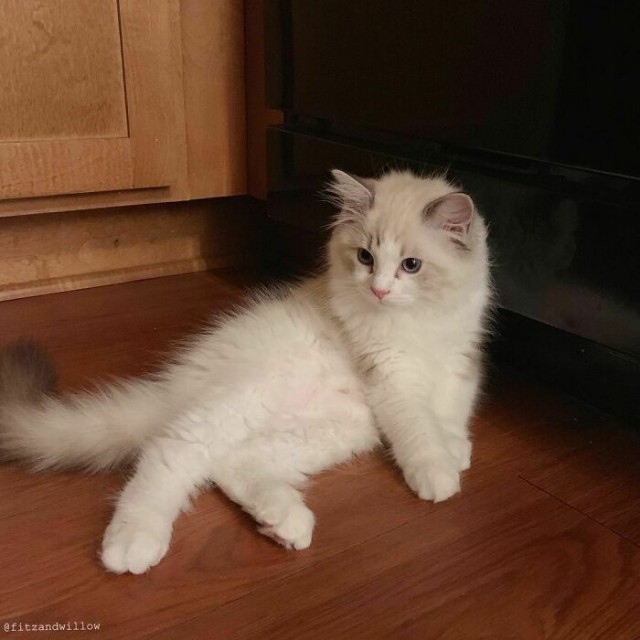 К - Котогеничность