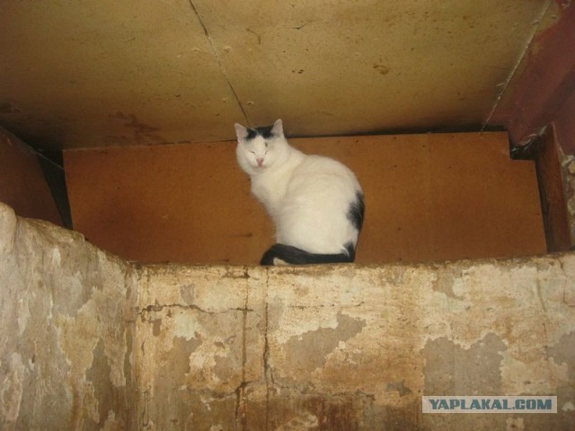Жизнь домашнего приюта для котеек 319