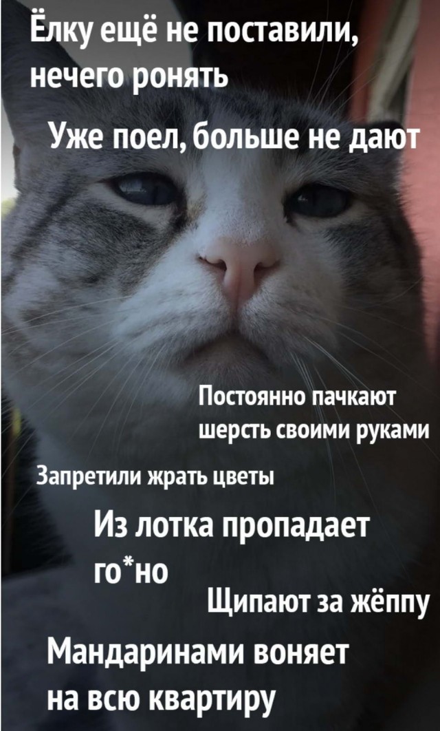 Учусь жизни у кота