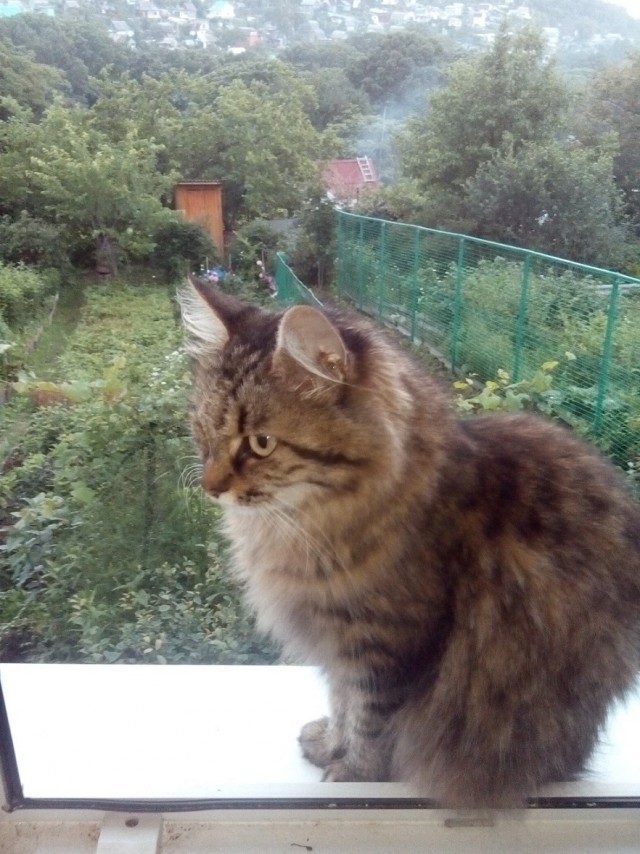 Котовторник. Добавляйте своих