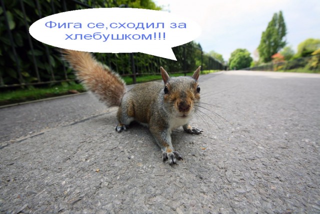 Беги, белка! Беги!