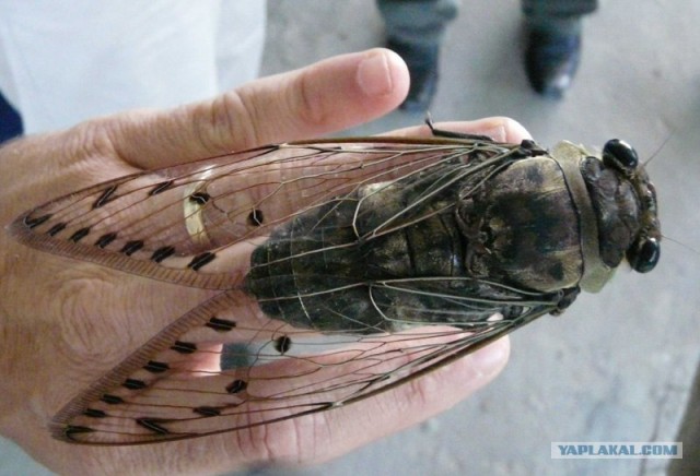 Гигантская муха.