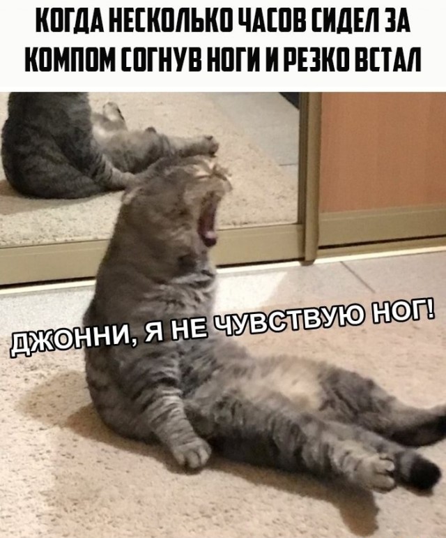 Картинки с котами и про котов