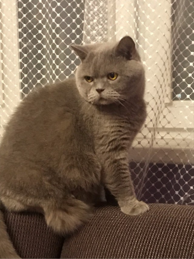 Котовторник!