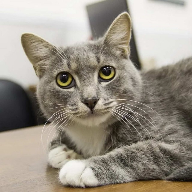 Которник