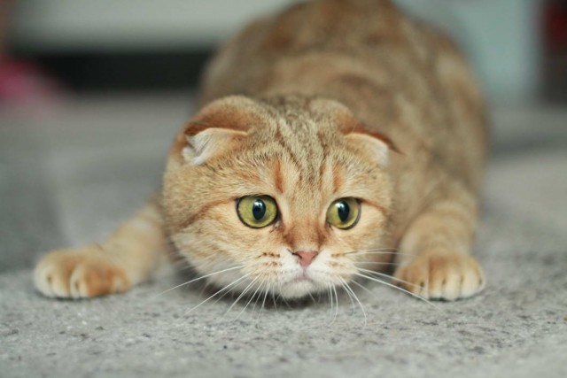 Которник