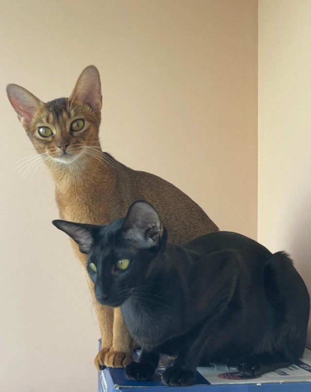 Котовторник (свои добавляем)