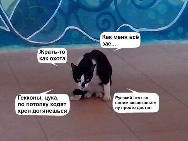 Снимки, которые доказывают то, что Таиланд — страна безумия