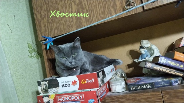 Жизнь домашнего приюта "Котоленд" 322