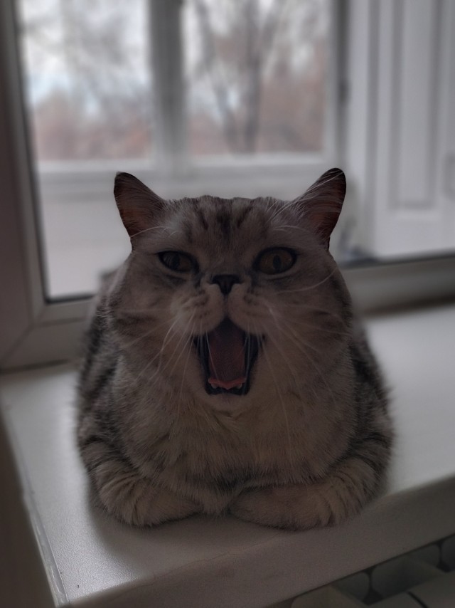 Разбавлю новости