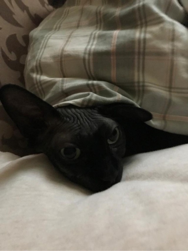 Ну, поехали в котоввторник!