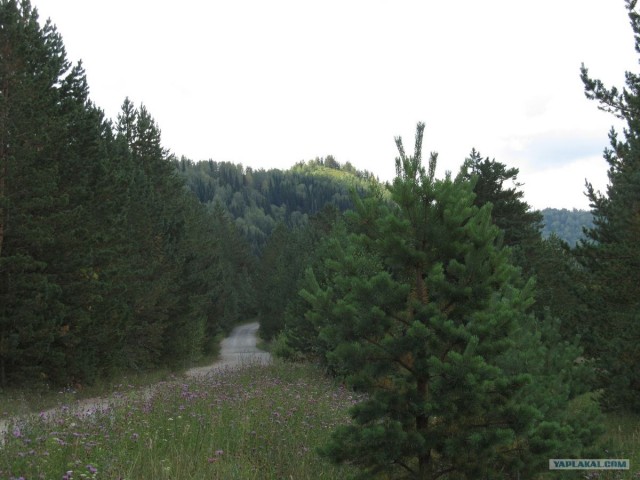 Озеро Моховое, Алтайский край