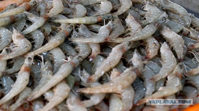 Дубай. Рыбный рынок и его обитатели