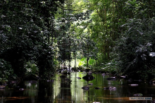 Путешествие на Гавайи