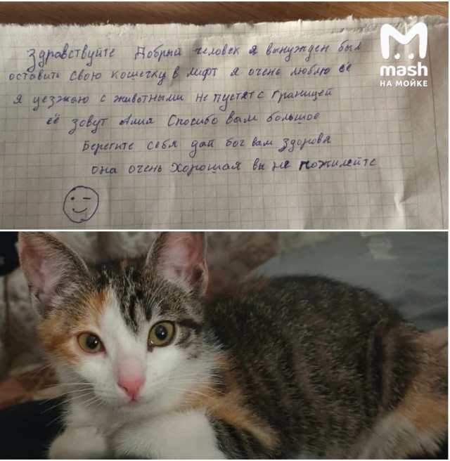 "Вынужден оставить свою кошечку в лифте. Я уезжаю, с животными не пустят на границе. Она очень хорошая, вы не пожалеете"