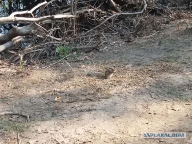 Нац. парк Кеоладео, Индия. Декабрь 2018 года