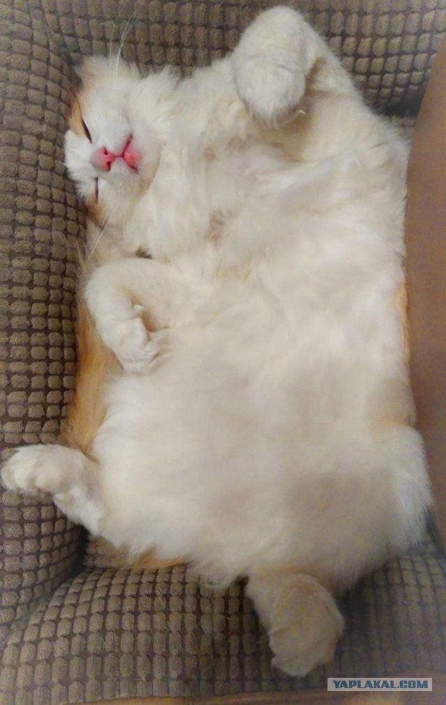 Шерстяной котовторник. Октябрь 2022