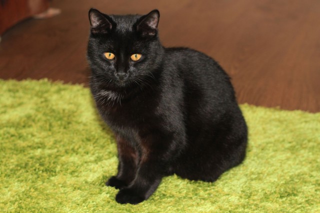 Чёрные коты не такие