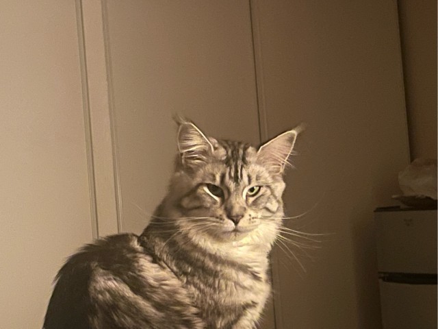 Котовторнику посвящается!