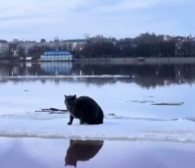 Жители Зеленограда организовали спецоперацию по спасению котёнка, который не мог слезть с дерева