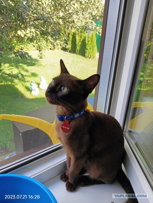 Коротко о сне с котом