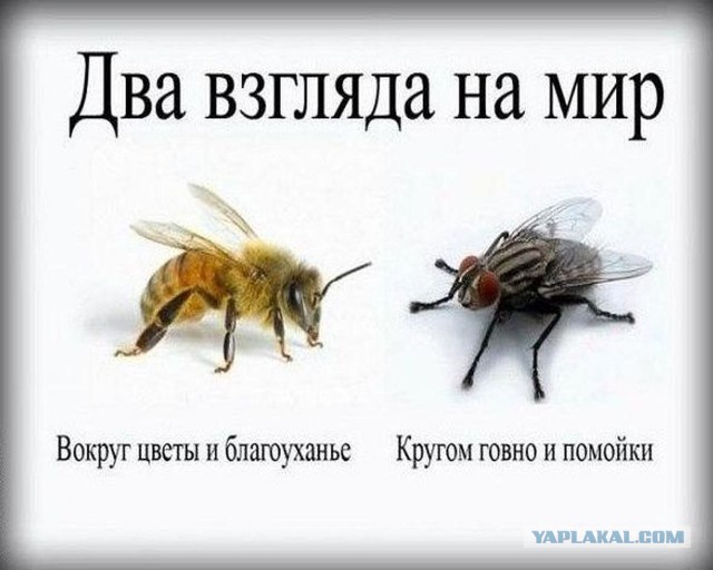 В Чертаново чертихи выкопали цветы с городской клумбы.