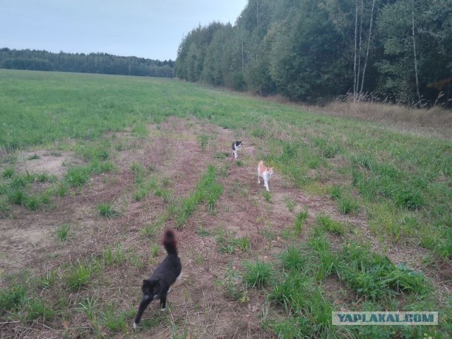 Жизнь домашнего приюта для котеек 464