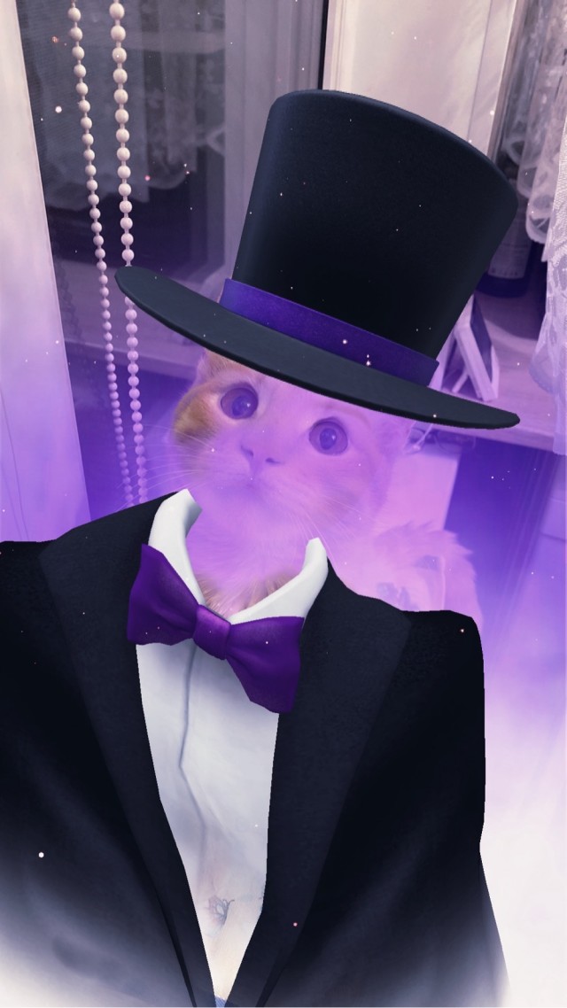 Кошачьи выкрутасы