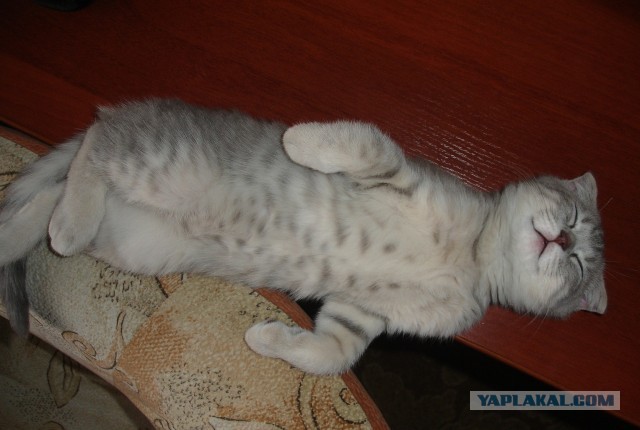 Крэйзи найт кэт (Виа Vk)