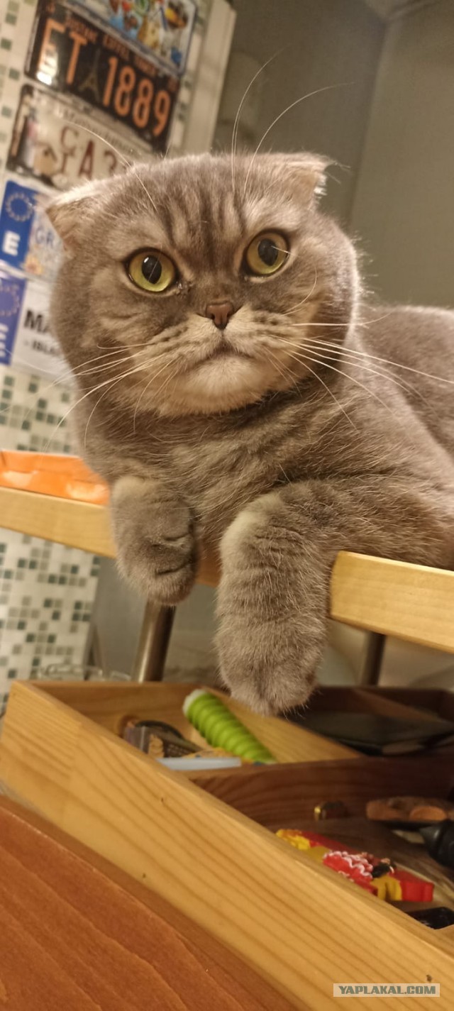 Моника