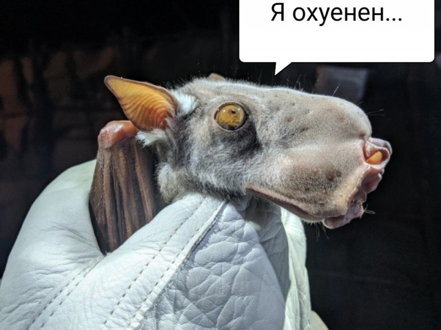 Этот зверь превратил свою морду в рупор для безумных воплей