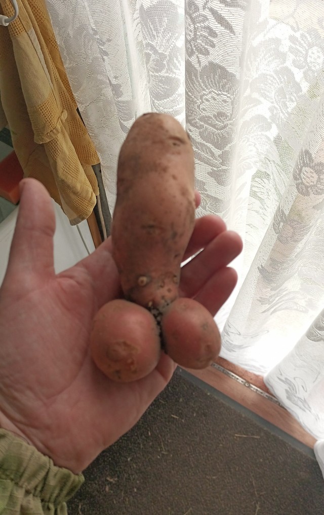 А какая у вас картошка?