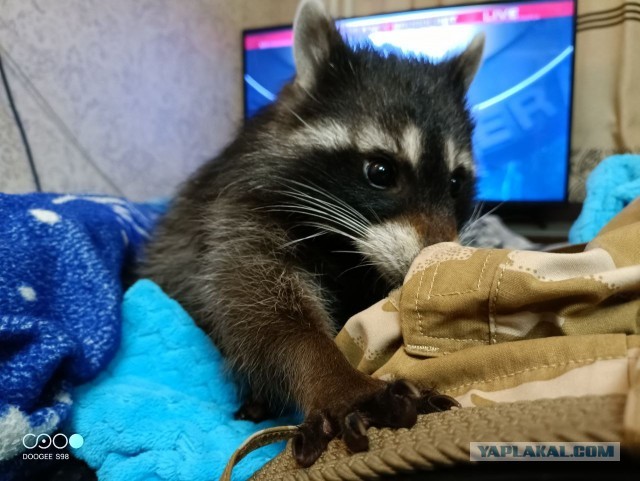 Его любимый мульт