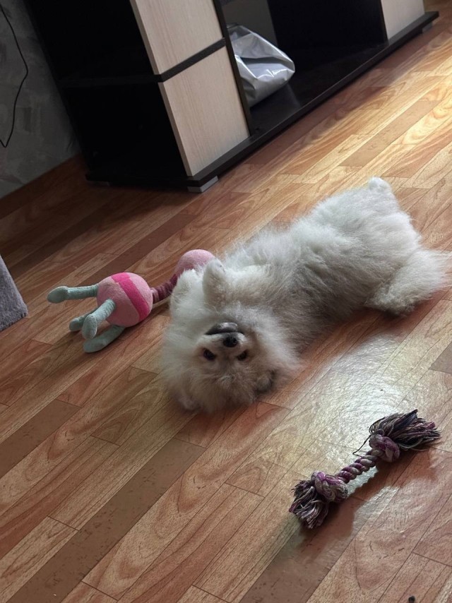 Собакочетверг