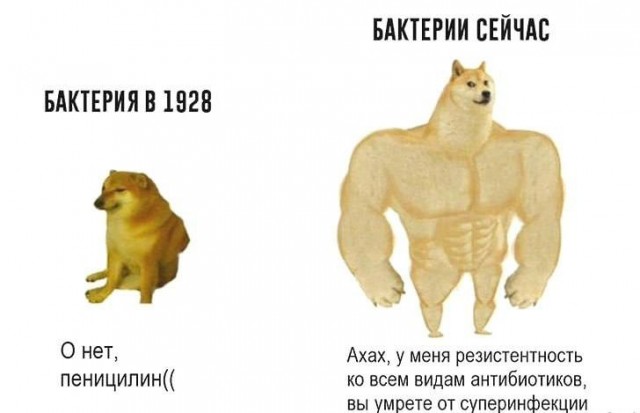 Я вот ни разу не пил антибиотики.