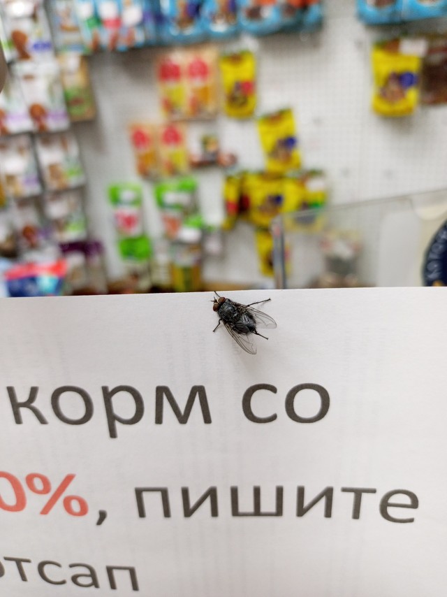 Кото-командировка и немного лета в лирическом отступлении.
