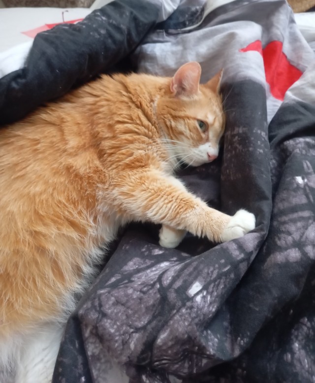Котофторник жеж
