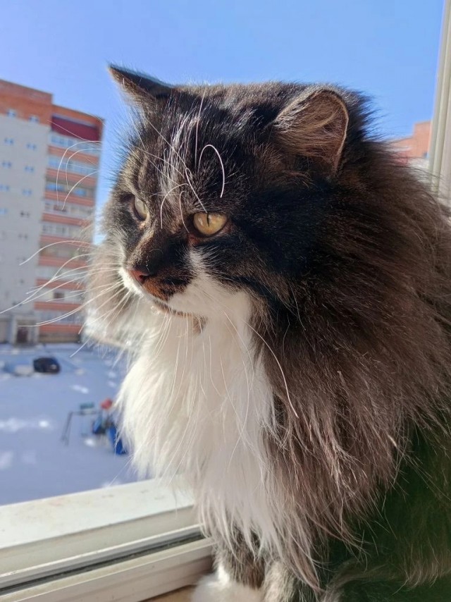 А котовторник уже пришёл?