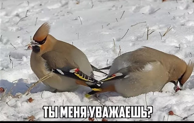 Нашествие «пьяных» свиристелей ожидается в Москве