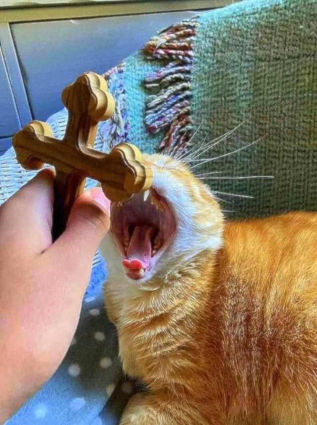 К котовторнику: подборка картинок-баянов с котиками и про котиков. Выпуск 32.