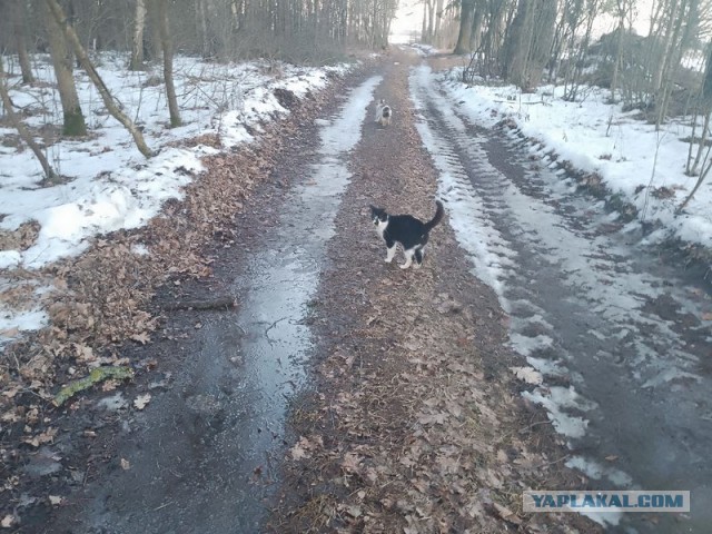 Жизнь домашнего приюта для котеек 574