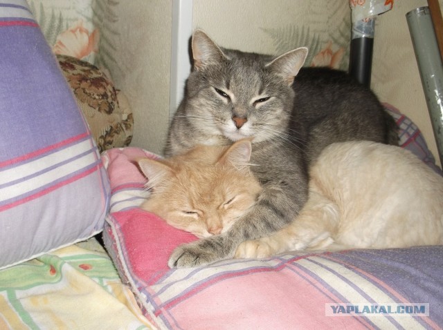 Котовторник  30.07.2013