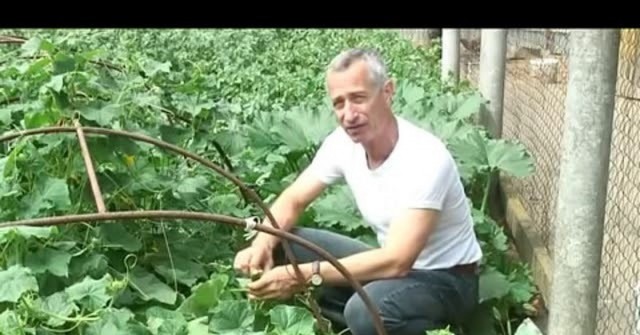 Кабачок может омолодить на несколько лет