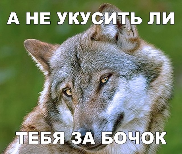 Волк бежал за дамой с собакой по двору в Дружной Горке (Ленобласть)