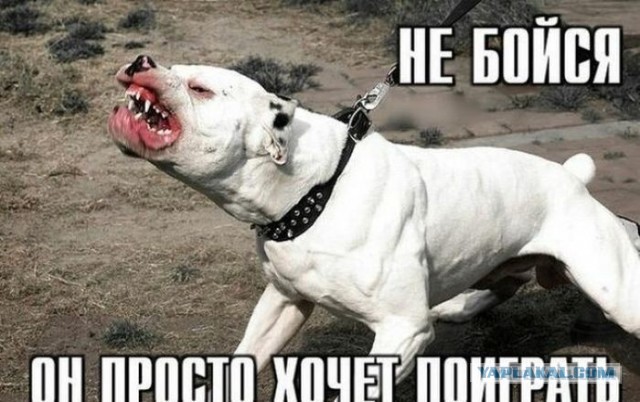 Собачник провокатор против полиции