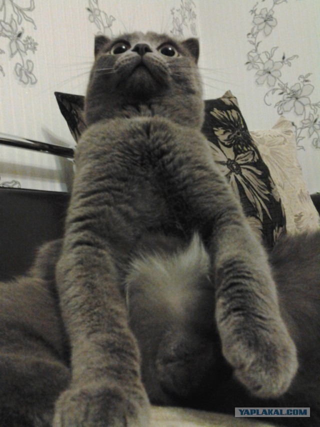 Котовторник 26.11.2013