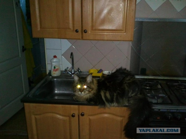 Котовторник  25.03.2014