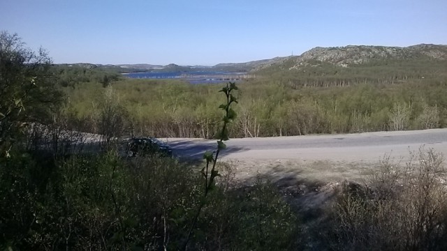 Кладбище домашних любимцев.