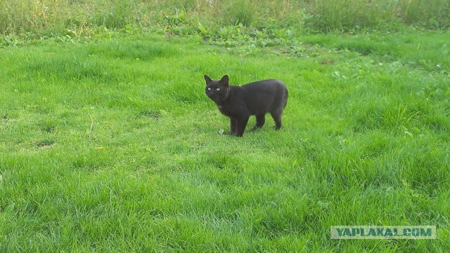 Котовторник 24.06.2014
